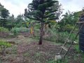 two-05-acre-plots-for-sale-in-karen-marula-lane-small-1