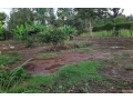 two-05-acre-plots-for-sale-in-karen-marula-lane-small-0