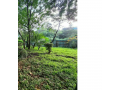 12-acre-plot-at-westland-for-sale-small-0