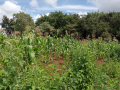 dagoretti-commercial-plot15-acre-near-lenana-high-school-small-0