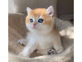 cute-kittens-for-sale-small-1