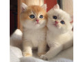 cute-kittens-for-sale-small-0