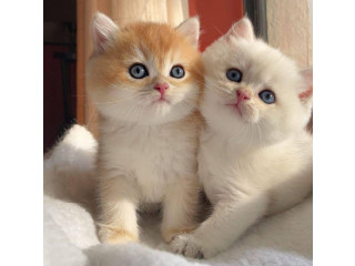 Cute kittens for sale