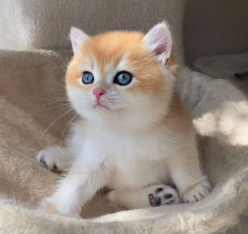 cute-kittens-for-sale-big-1