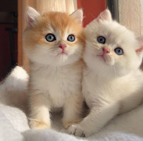 cute-kittens-for-sale-big-0