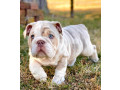 bulldog-puppies-for-sale-small-1