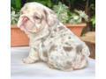 bulldog-puppies-for-sale-small-0