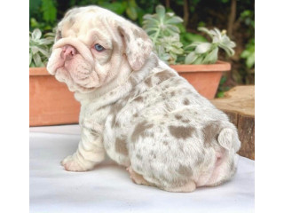 Bulldog puppies for sale