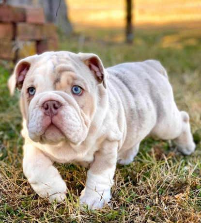 bulldog-puppies-for-sale-big-1