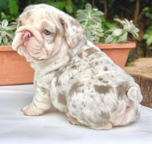 bulldog-puppies-for-sale-big-0