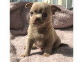 chichuachua-puppies-small-1