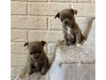 chichuachua-puppies-small-0