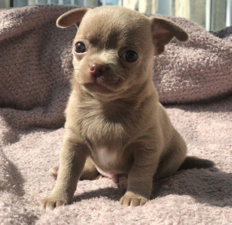 chichuachua-puppies-big-1