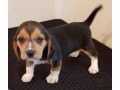 beagle-puppies-small-1