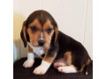 beagle-puppies-small-0