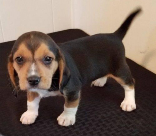 beagle-puppies-big-1