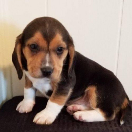 beagle-puppies-big-0