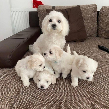 maltese-for-the-family-big-1