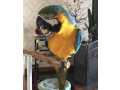 macaw-parrots-small-1