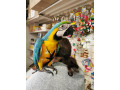 macaw-parrots-small-0