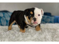 pitbull-puppies-small-1