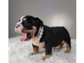 pitbull-puppies-small-0