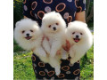 pomeranian-for-good-home-small-0