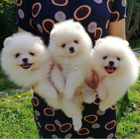 pomeranian-for-good-home-big-0