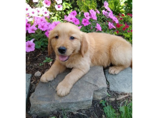 Labrador Retriever pups