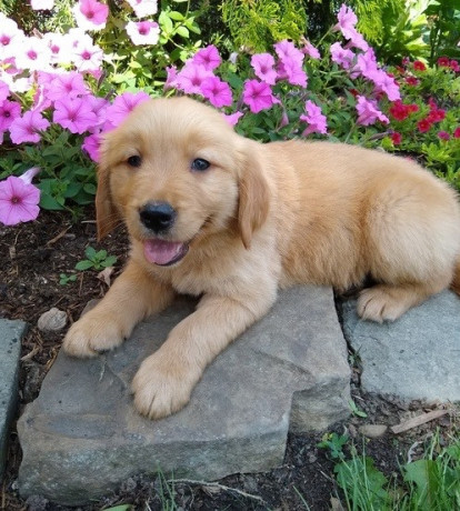 labrador-retriever-pups-big-0