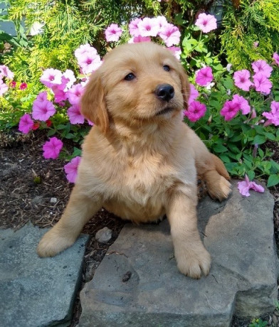 labrador-retriever-pups-big-1