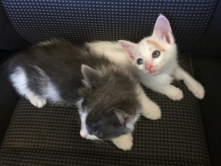 Baby Female Mixed Breed British Shorthair