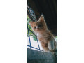 1-3-month-female-mixed-breed-maine-coon-small-0