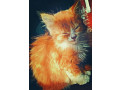 1-3-month-female-mixed-breed-maine-coon-small-2