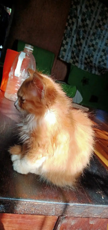 1-3-month-female-mixed-breed-maine-coon-big-1