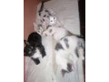 1-3-month-male-mixed-breed-ragdoll-small-1