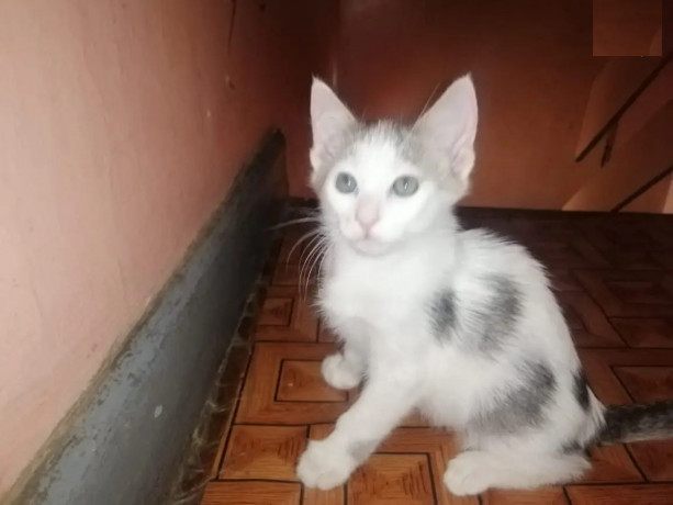 1-3-month-male-mixed-breed-ragdoll-big-0