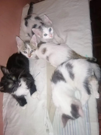 1-3-month-male-mixed-breed-ragdoll-big-1