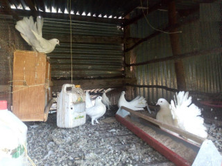 Funtail Pigeons