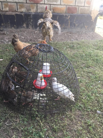 guinea-keets-big-1