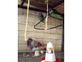 very-cute-parrots-to-a-loving-home-small-1