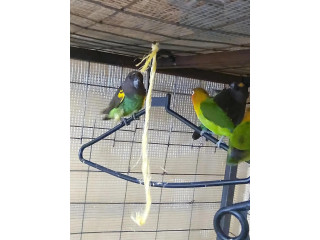 Very Cute Parrots to a Loving Home .