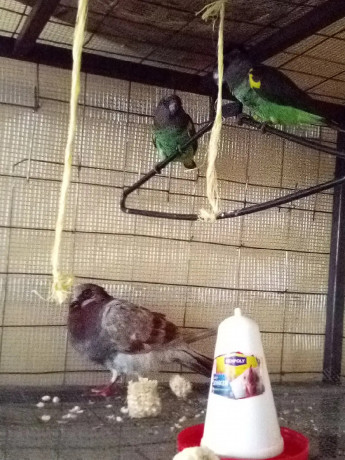 very-cute-parrots-to-a-loving-home-big-1