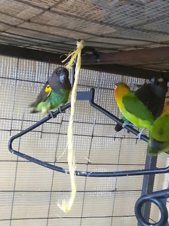 very-cute-parrots-to-a-loving-home-big-0