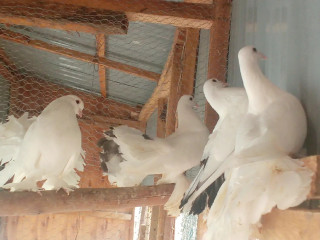 Pure Indian Fantail Pigeon