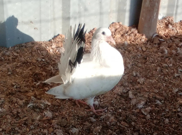 pure-indian-fantail-pigeon-big-2