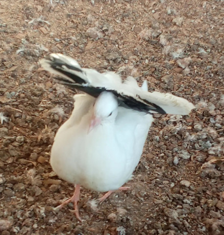 pure-indian-fantail-pigeon-big-1