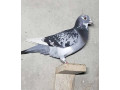 adult-pigeons-small-0