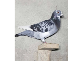 Adult Pigeons