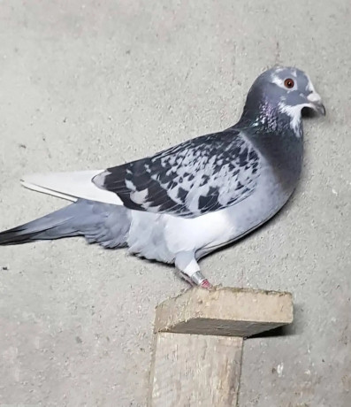 adult-pigeons-big-0